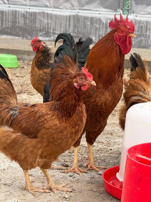 Хан хяп цыплята original (made in KOREA )