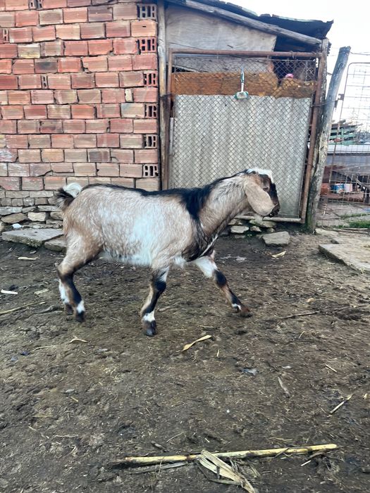 Млад  пърч продава или заменя