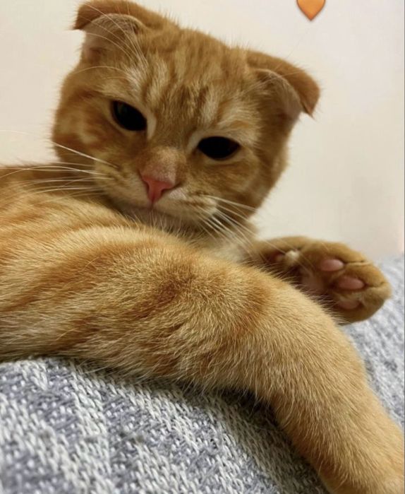 Mushuk 7.8 oylik ogilbola