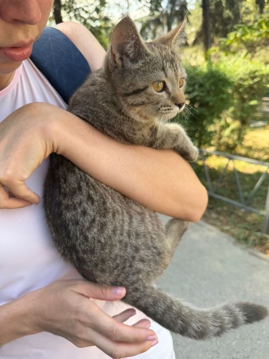 Найдена кошка, котенок