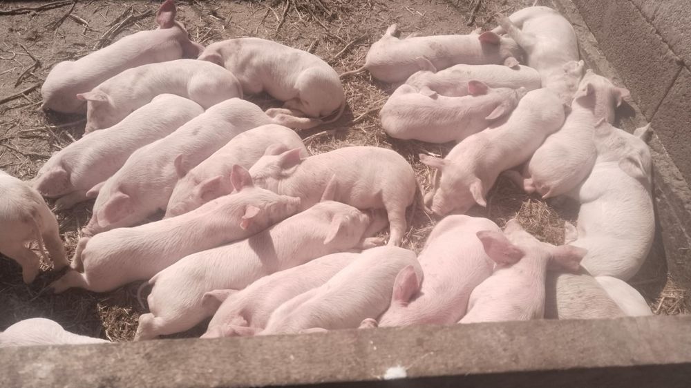 Продам поросят  .