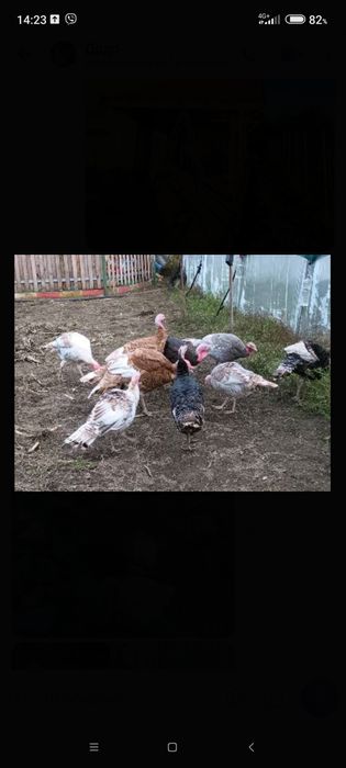 Домашни пуйки Ясно поле