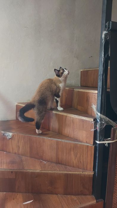 Пародистая кошка