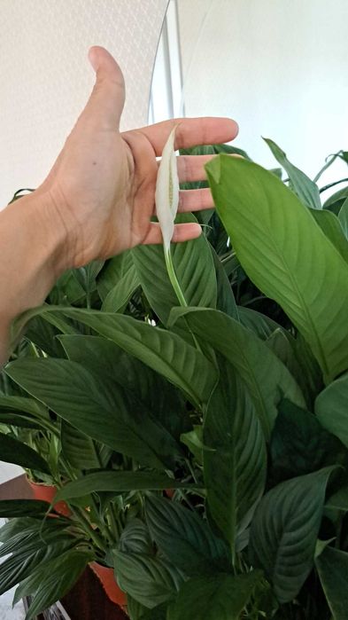 Спатифилиум эенская счастья