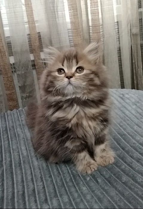 Шикарная Шотландская девочка..