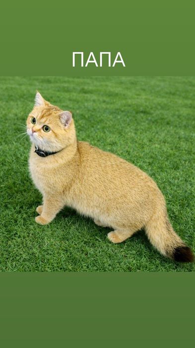 Чистокровные котёнка