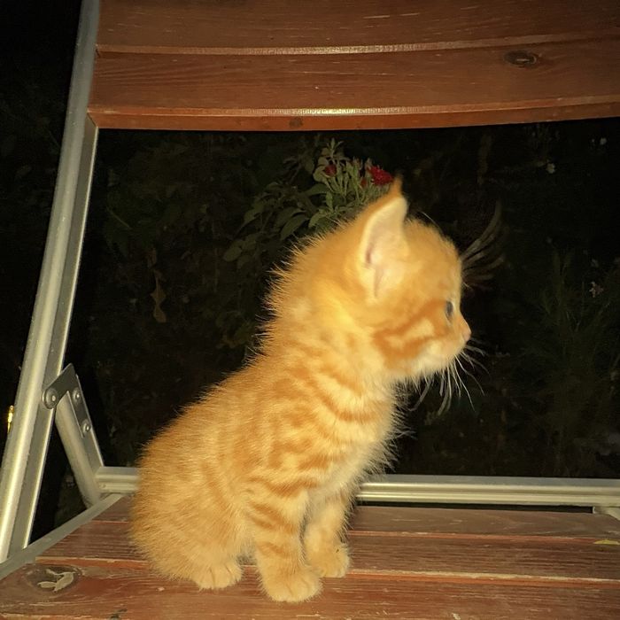 Отдам котят бесплатно.