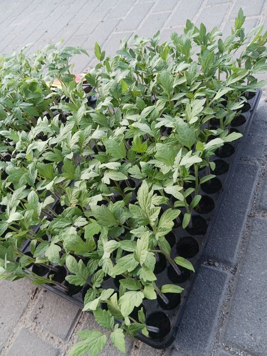Rosii plic original reyana f1 și prekosf1 pentru plantat