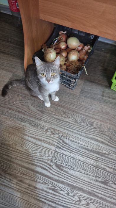 Котят в добрые руки ,3 мальчика и 1 девочка