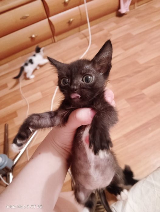 Котята в добрые руки