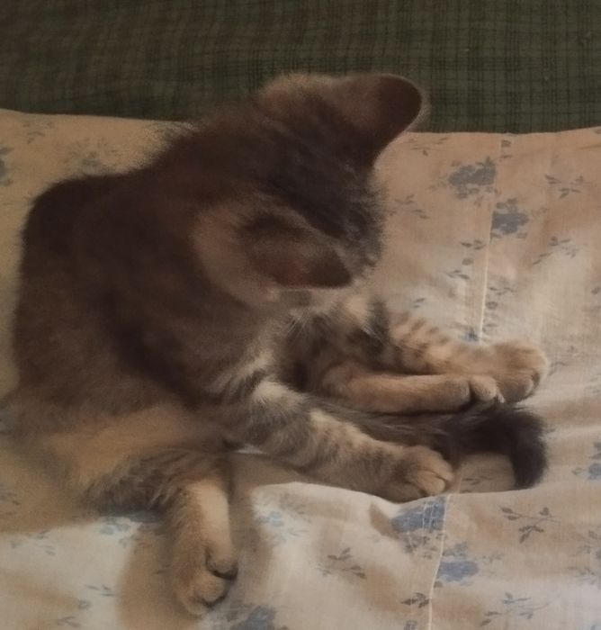 Отдам котёнка в хорошие руки