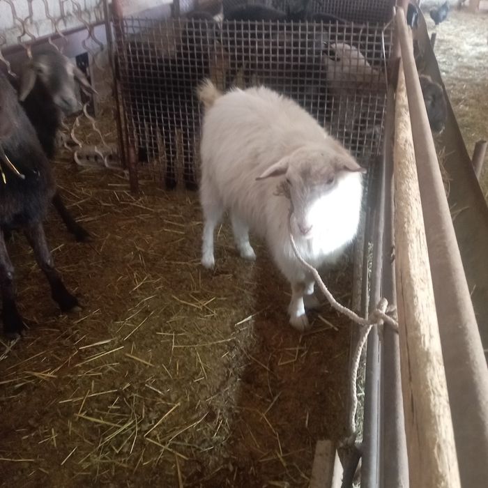 Теке бар бір жасар