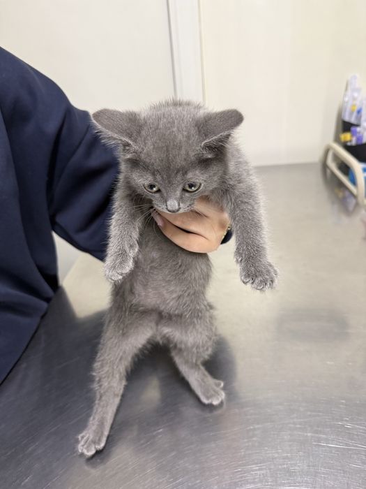 Кошка бесплатно