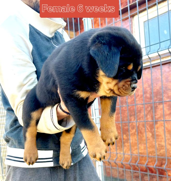 Pui Rottweiler cu pedigree