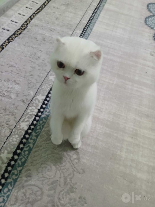 Mushuk sotiladi zoti erkak