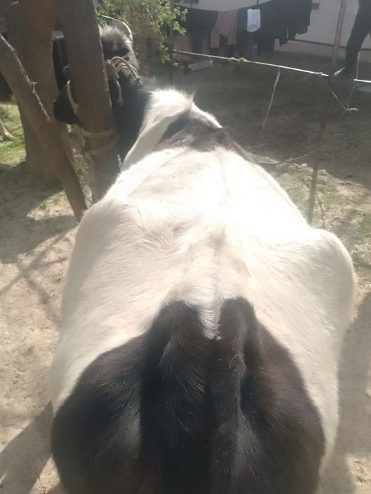 Sigir sotiladi boʻgʻoz