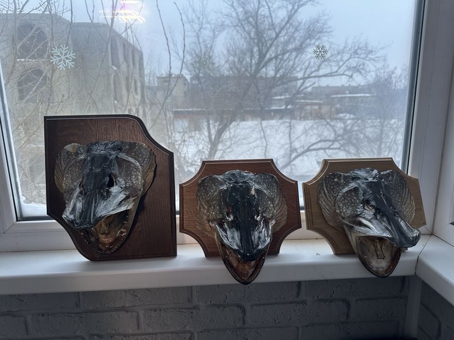 Продам сувенир из трофейной щуки