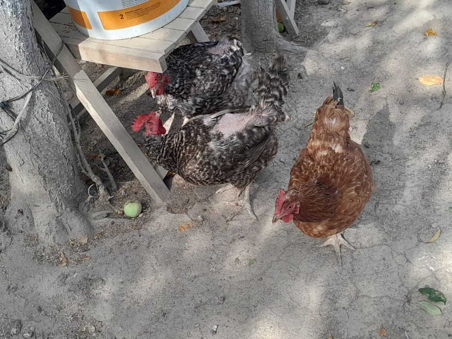 Găini crescute  de  casă