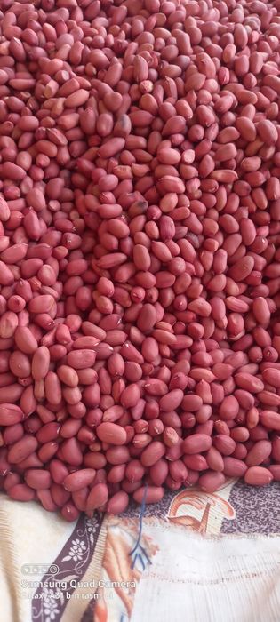 Shu mag'iz sartofkalardan tayyorlab beramiz Surxondaryodan