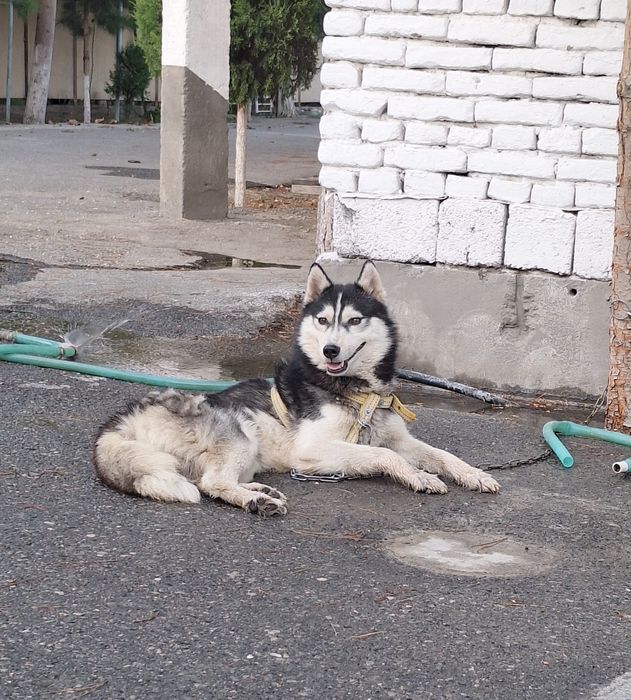 #sotiladi хаски 6 ойлик эркак соглом