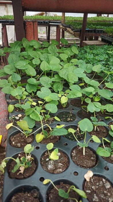 Цветы рассада бархатцы и др.