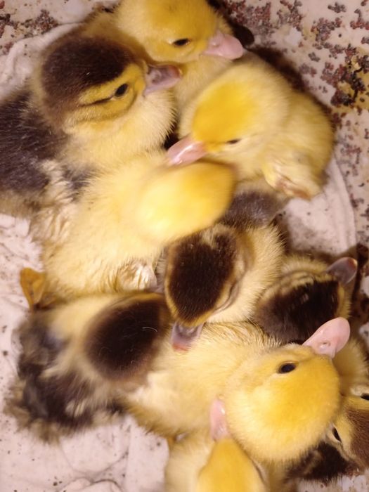 Rățuște lese pui diferite marimi