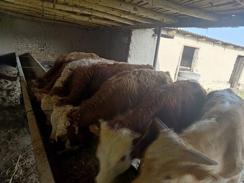 10 bosh Smental buqachalar