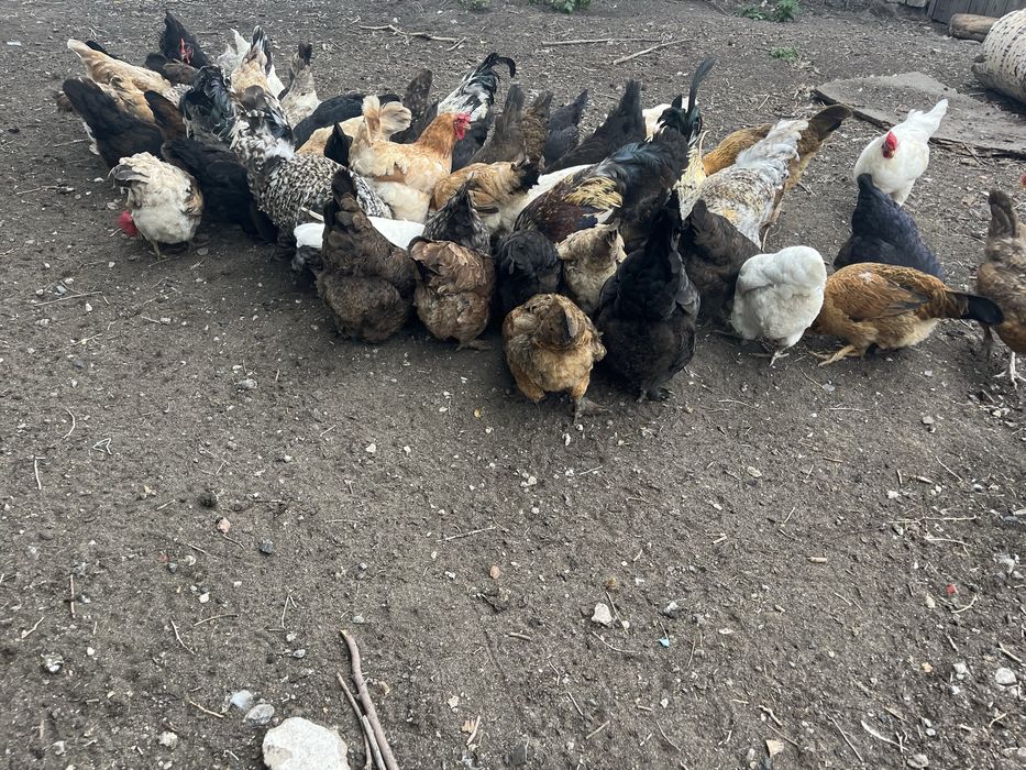 Куры и цыплята домашние