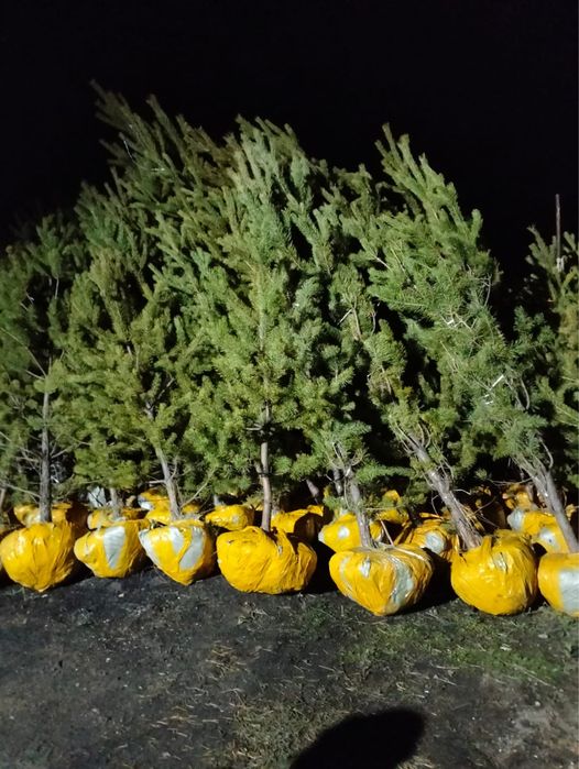 Саженцы сосны