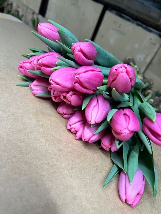 Тюльпаны оптом и в розницу