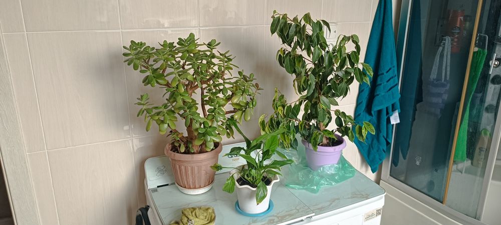 Комнатные цветы. Не дорого