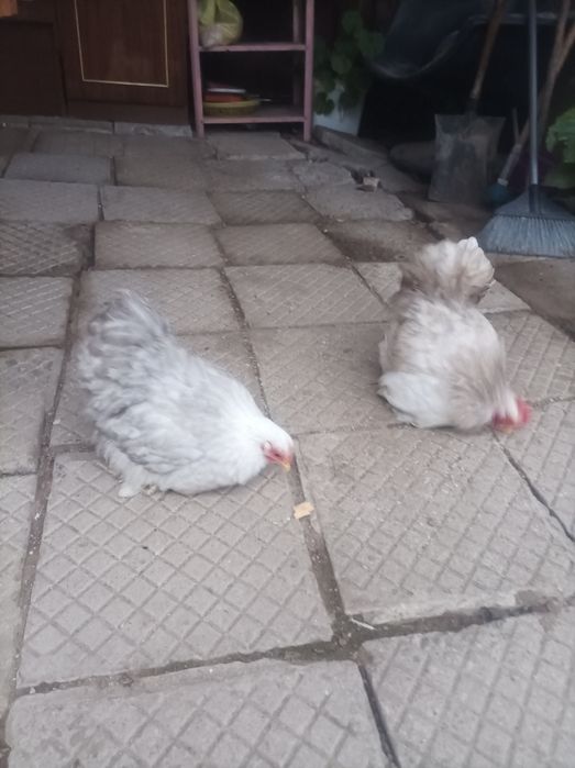 Мини кохин кокошки