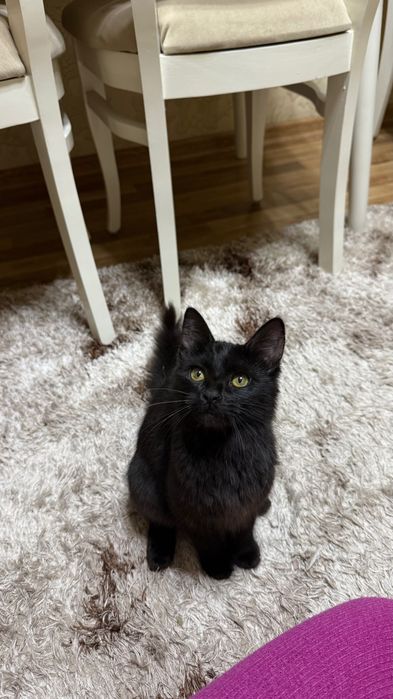 Котенок девочка 4 месяца