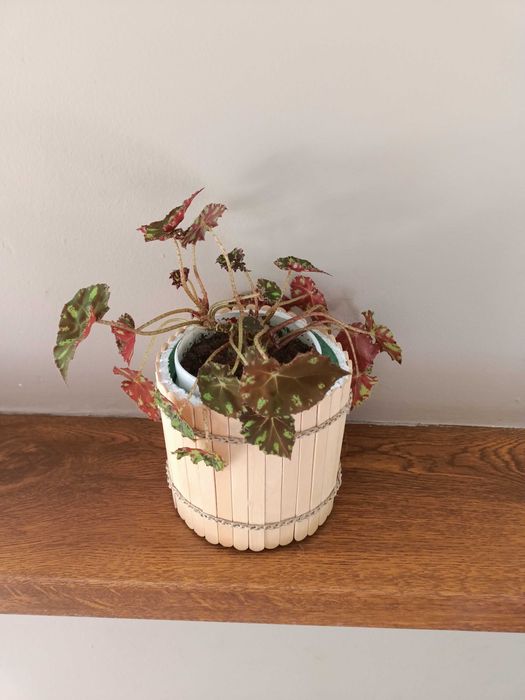 Бегония тигровая (Бауэра)