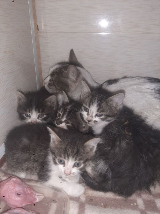 Болажонла уз уйини кидирмокда