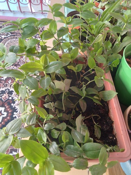 Комнатные цветы, банки