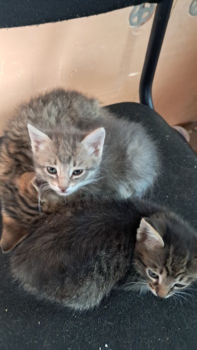 Животные отдам даром