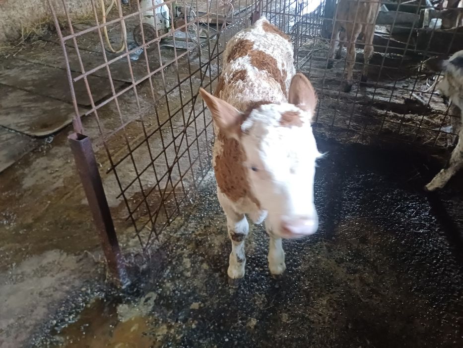 Vând vițel balțat!