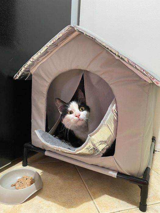 Котенце момче 6 мес