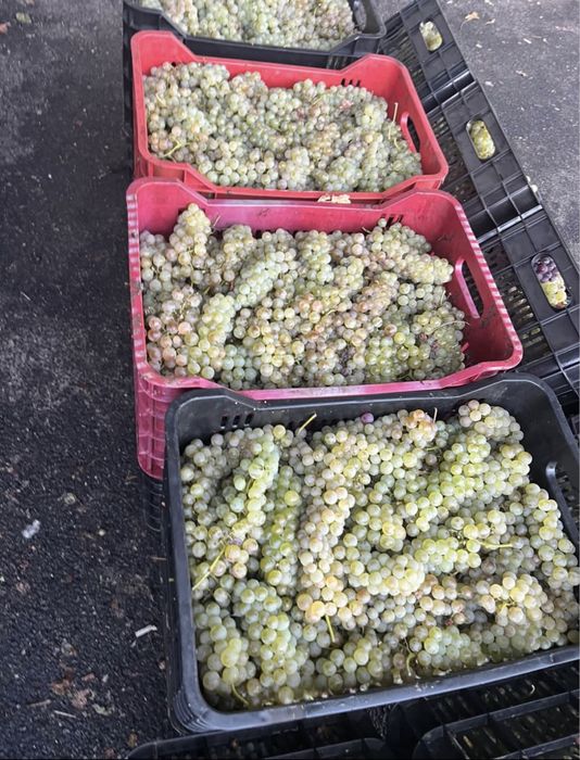 Struguri de vin