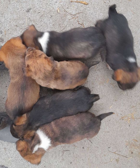 Adoptie 6 pui de caine