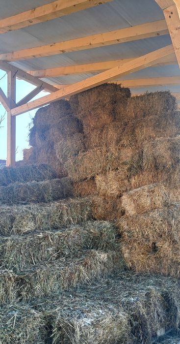 Vând baloți de lucernă