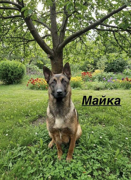 Белгийска овчарка