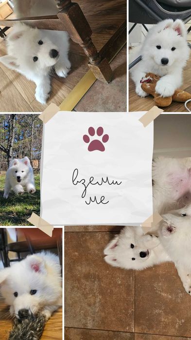 Продавам кученца Сибирски Самоед