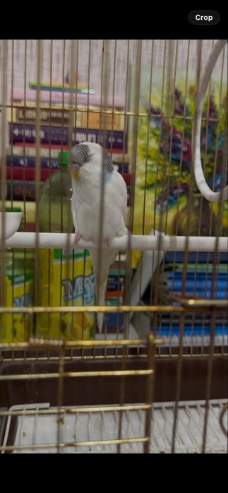 попугай волнистый шымкент