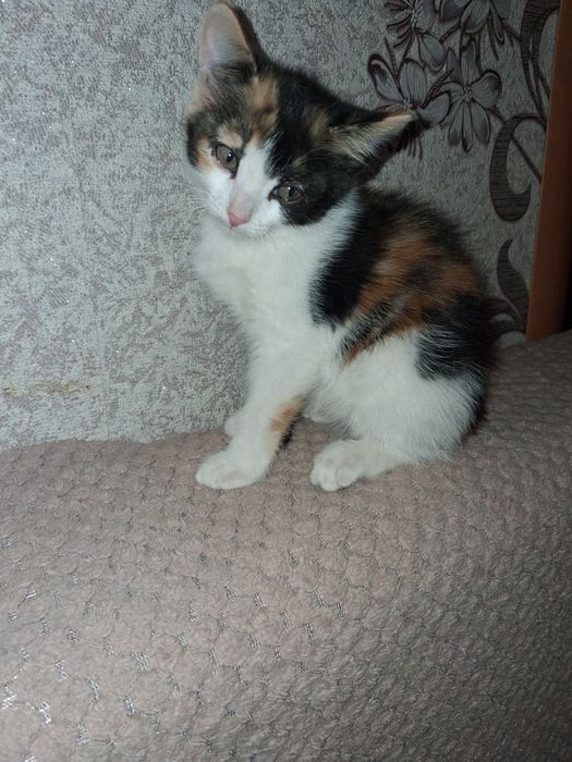 Отдам котят в добрые руки