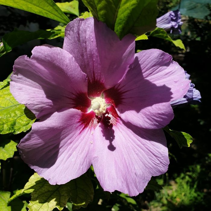 Гибискус цветущие деревья