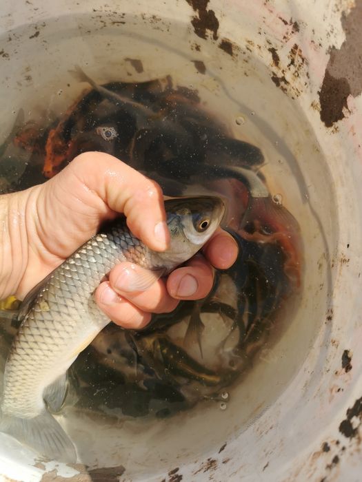 Crap cteno 12-15 cm și fitofag