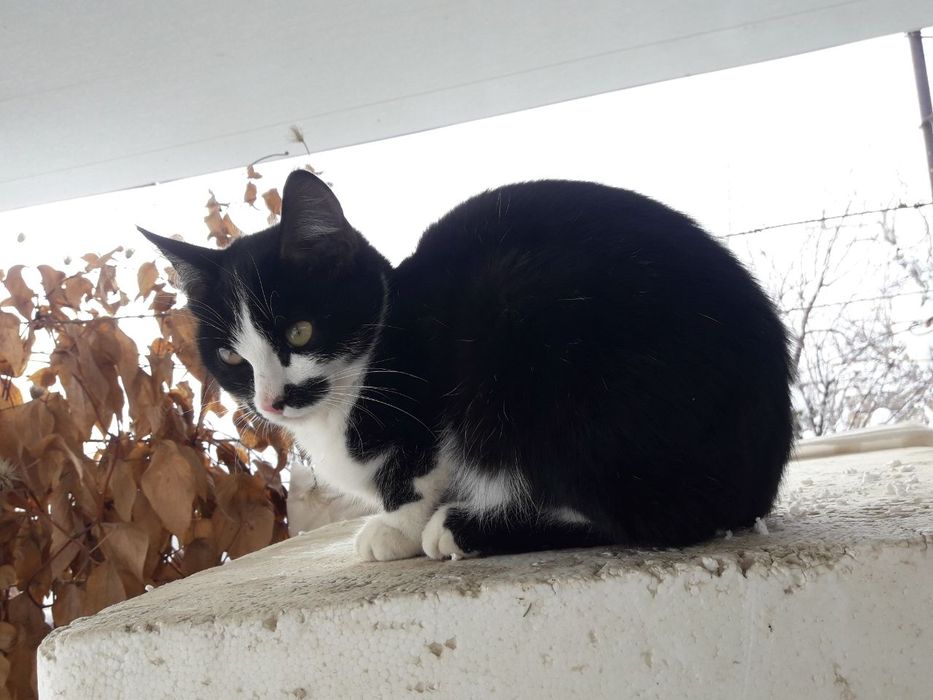 Ласковый котёнок мальчик ищет дом