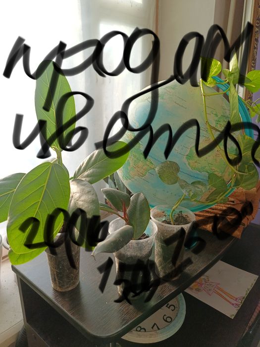 Цветы подростки фикусы.